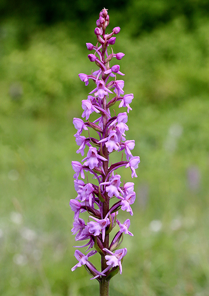 Gymnadenia conopsea